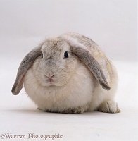 Female Silver French lop-eared rabbit