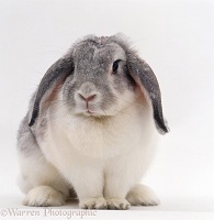 Silver-and-white Angora x French lop-eared rabbit