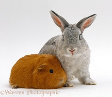 Red guinea pig with Silver fox rabbit