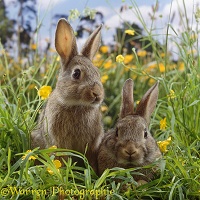 Two young European wild rabbits
