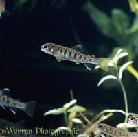 Brown trout juvenile