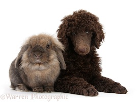 Chocolate Standard Poodle pup with a rabbit