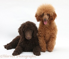 Standard Poodle pup with adult toy poodle