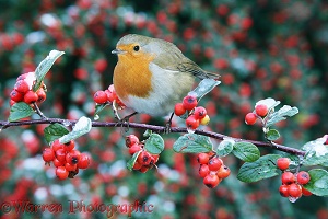 Robin on Cotoneaster