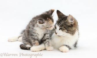 Mother cat and kitten, 7 weeks old