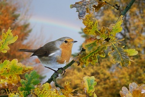 Robin and rainbow