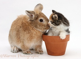 Sandy rabbit and Maine Coon-cross kitten in flowerpot