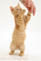 Ginger kitten grabbing a person's hand