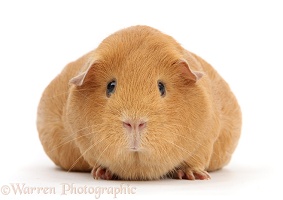 Pregnant red guinea pig with very large belly