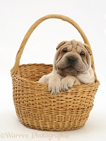 Shar-pei pup in a wicker basket