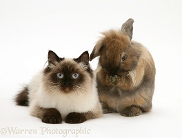 Birman cat and Lionhead rabbit