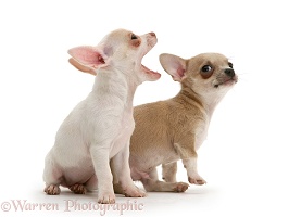 Smooth-haired Chihuahua pups