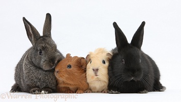 Baby rabbits and baby Guinea pigs