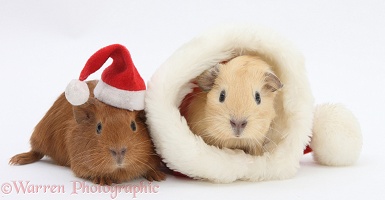 Baby Guinea pigs with Santa hats