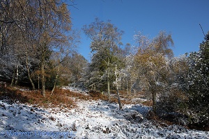 Snow on autumnal birch trees