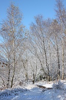 Snow on young birch trees