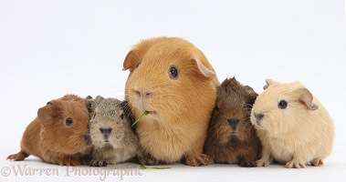 Red mother Guinea pig with four colourful babies