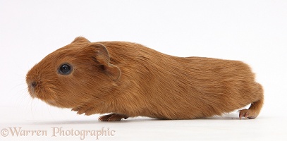 Baby red Guinea pig