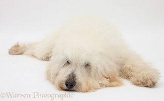 White Labradoodle bitch lying with her chin on the floor