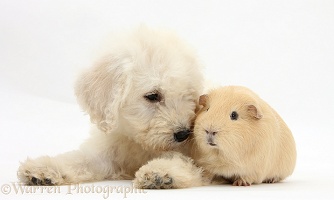 Labradoodle pup, 9 weeks old, with yellow Guinea pig