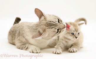 Birman-cross mother cat licking her kitten