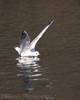 Black-headed Gull landing on water