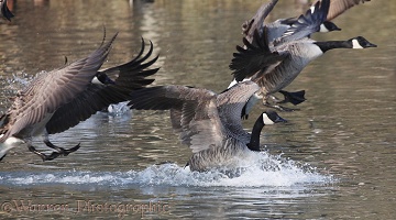Canada Geese landing on water