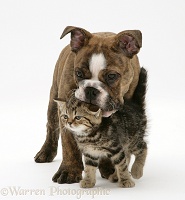 Brindle Bulldog pup playing with tabby kitten