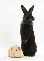 Black Lionhead-cross rabbit with Guinea pig