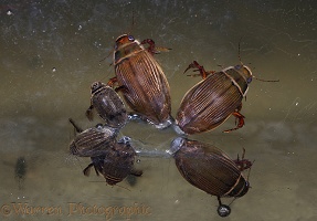 Dytiscus water beetles under ice