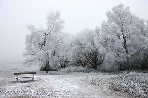 Frosty winter scene
