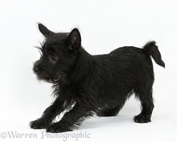 Playful black Terrier-cross puppy