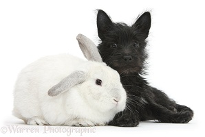 Black Terrier-cross puppy with white rabbit