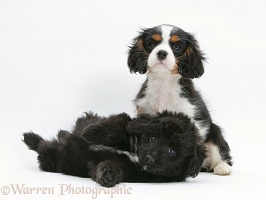 Sheltie x Poodle pup and Cavalier King Charles pup