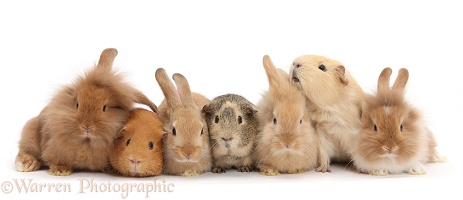 Assorted Sandy rabbits and Guinea pigs