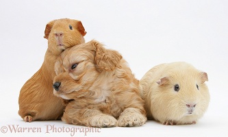 Golden Cockapoo pup, 6 weeks old, with Guinea pigs