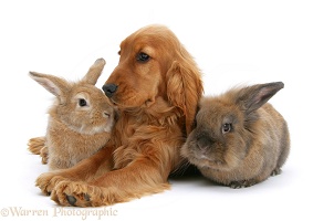 Red English Cocker Spaniel with two rabbits