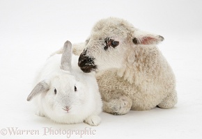 Lamb and white rabbit