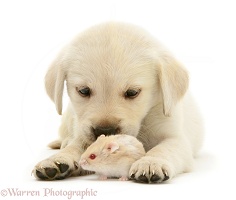Retriever-cross pup with a hamster