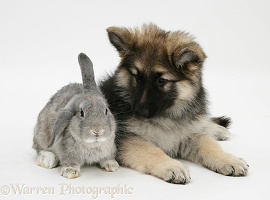 Alsatian pup with grey windmill-eared rabbit
