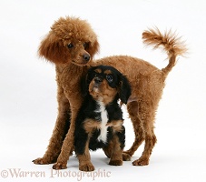 Red Toy Poodle with Cavalier King Charles pup