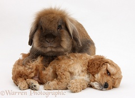 Sleepy Golden Cockapoo pup and Lionhead-cross rabbit