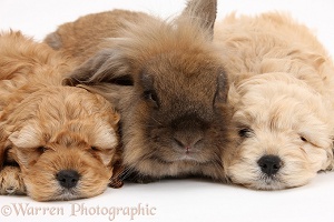 Sleepy Golden Cockapoo pups and rabbit