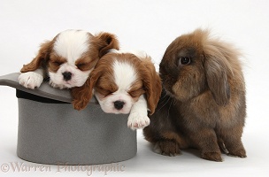 Rabbit with King Charles Spaniel pups in a top hat