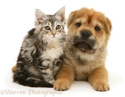 Tabby Maine Coon kitten and Shar-pei pup