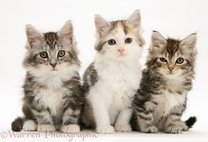 Three Maine Coon kittens