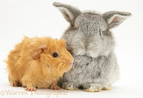 Red Guinea pig with baby silver Lop rabbit
