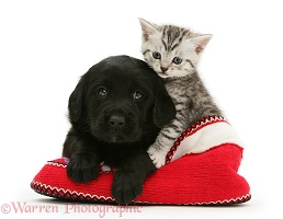 Black Goldador pup and tabby kitten in a knitted slipper