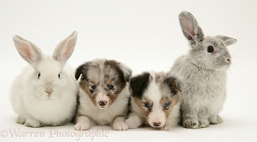 Sheltie pups with rabbits