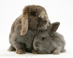 Grey mother and baby Lop Rabbits